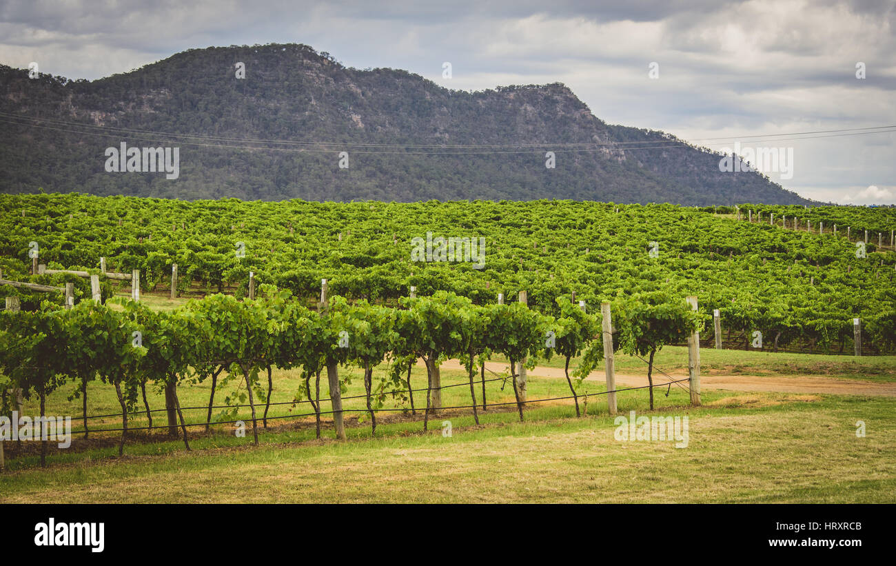 La hunter valley vigneti Foto Stock