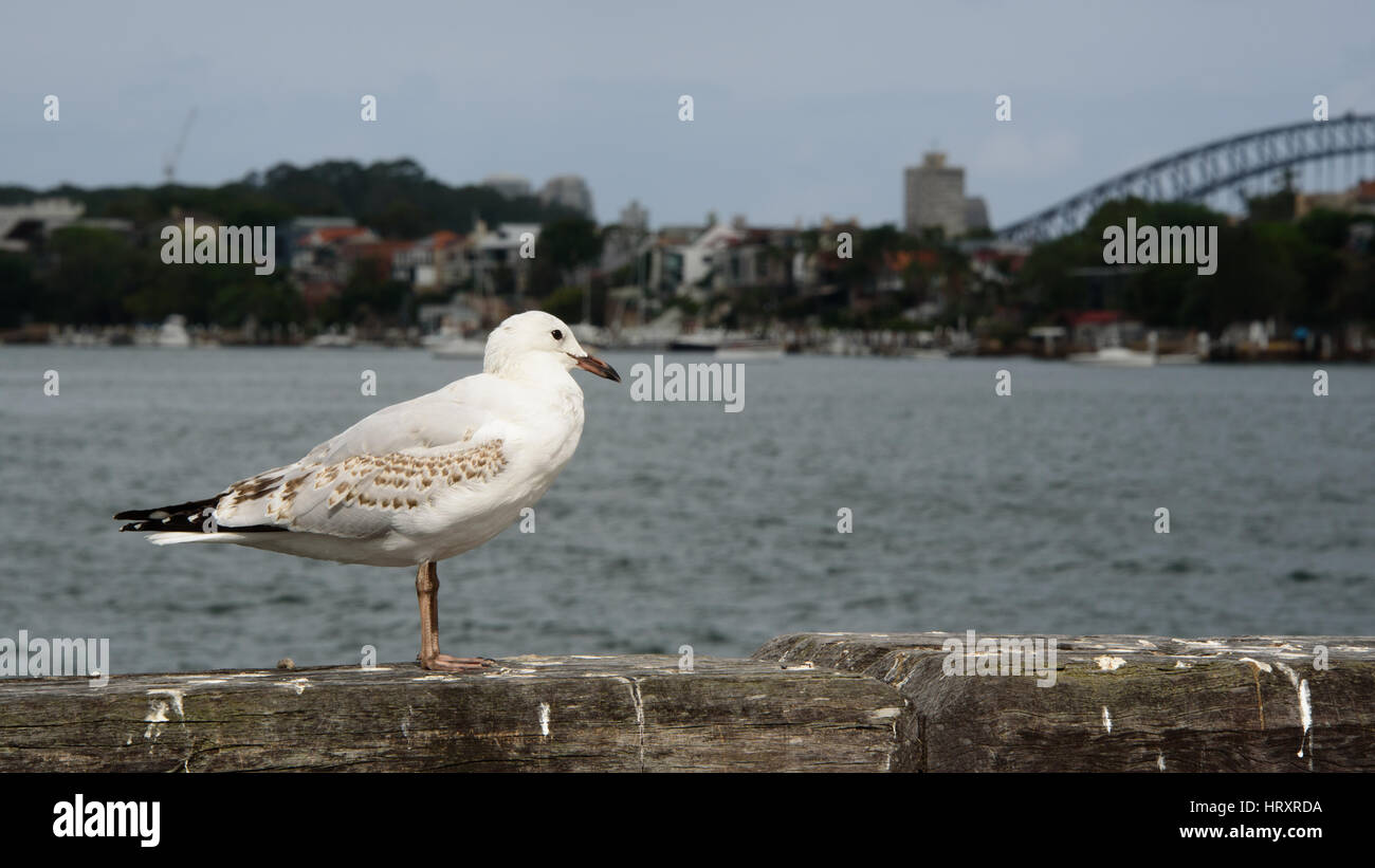 Seagull godendo di Sydney Harbour View Foto Stock