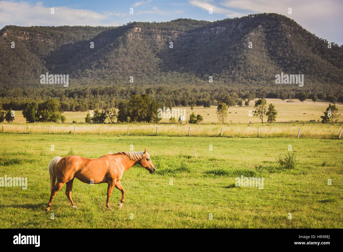 Il cavallo in un campo, australia Foto Stock