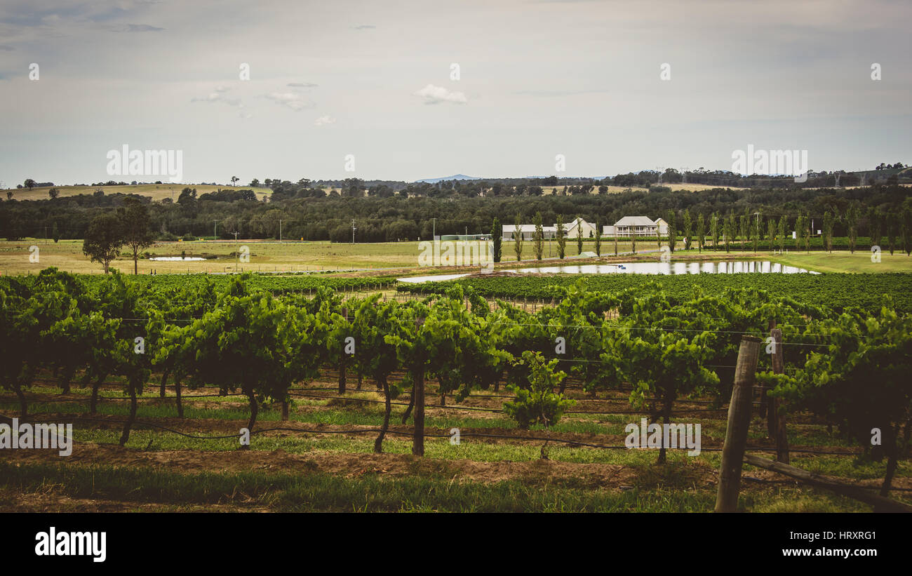 La hunter valley vigneti Foto Stock