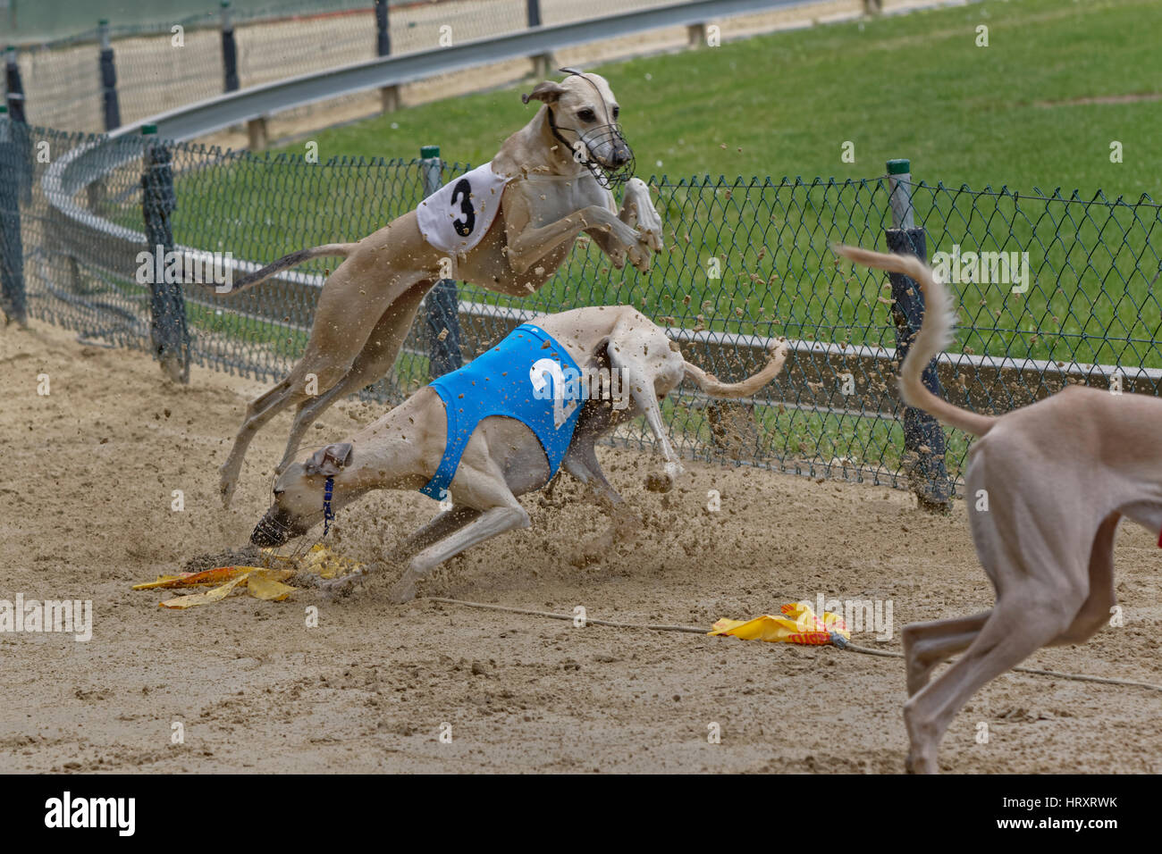 Il Greyhound Racing, EM 2015 Hünstetten , Germania, Europa Foto Stock