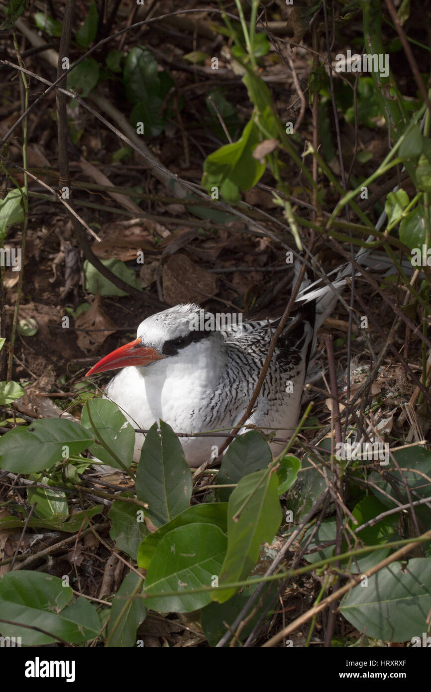 Rosso-fatturati Tropicbird (Phaethon aethereus). Adulto incubando un uovo, il nido sul terreno. Febbraio. Piccola isola di Tobago. Tobago e Trinidad. Caribbe Foto Stock