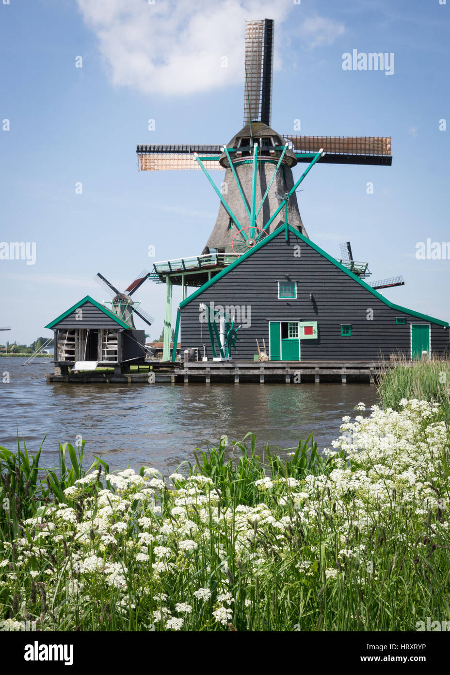 Mulini a vento olandese a Zaanse Shans nei Paesi Bassi, con fiori selvatici in primo piano. Foto Stock