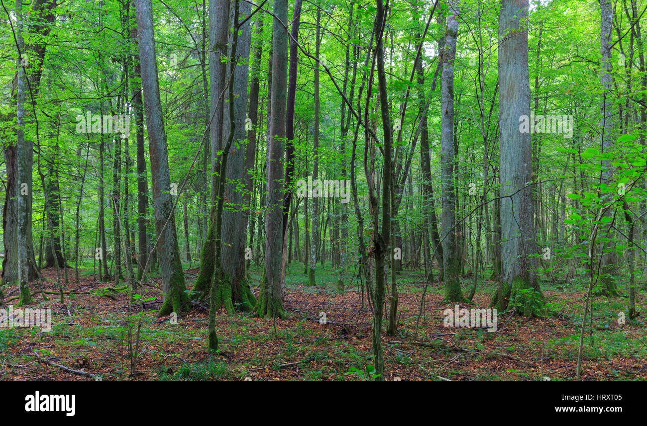 Naturale stand di latifoglie con alcuni vecchi alberi di Lyme e carpino juveile intorno,Bialowieza Forest,Polonia,l'Europa Foto Stock