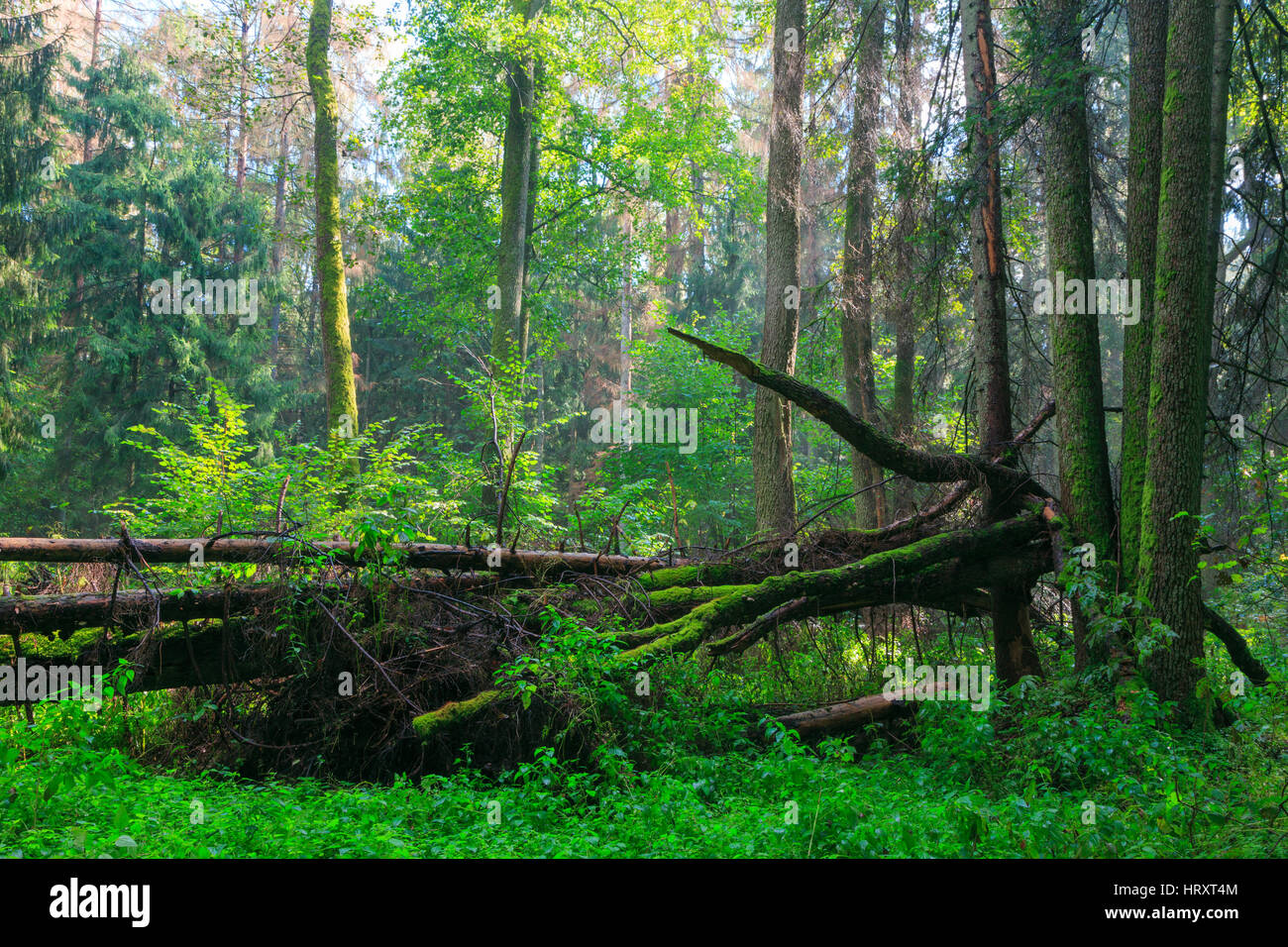 Sunbeam entrando ricca di latifoglie stand ripariali nel Mezzogiorno, appena dopo la pioggia, foresta di Bialowieza, Polonia, Europa Foto Stock