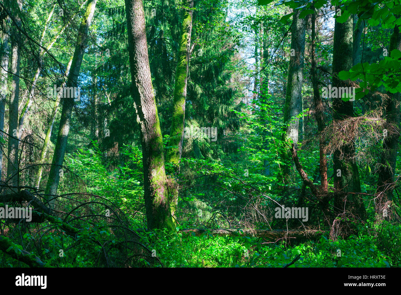 Sunbeam entrando ricca di latifoglie stand ripariali nel Mezzogiorno, appena dopo la pioggia, foresta di Bialowieza, Polonia, Europa Foto Stock