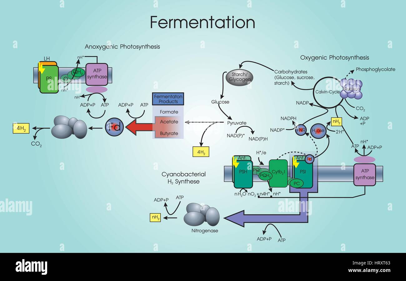 La fermentazione è un processo metabolico che converte lo zucchero in acidi, gas o alcool. Essa si verifica nel lievito e batteri e anche in ossigeno-starved muscolo Illustrazione Vettoriale