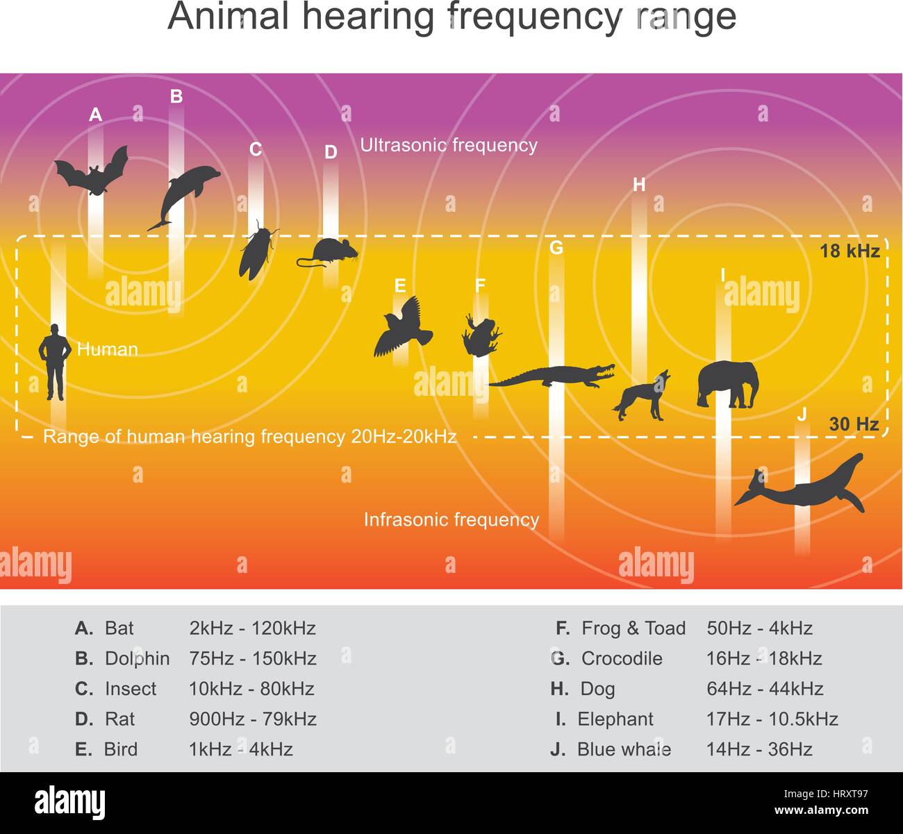 Molte specie animali sono in grado di sentire le frequenze ben oltre l'udito umano gamma. Alcuni delfini e pipistrelli, per esempio, è in grado di sentire le frequenze fino Illustrazione Vettoriale