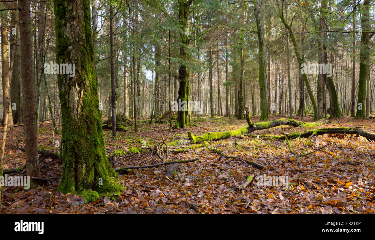 Carpino morto giacente moss avvolto tra alberi decidui in autunno,Bialowieza Forest,Polonia,l'Europa Foto Stock