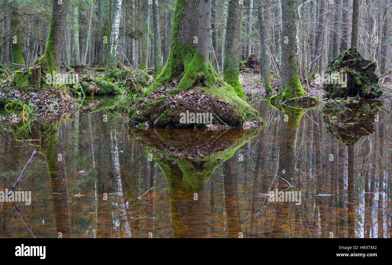 Vecchi alberi di ontano moss refleciting avvolto in acqua, primavera alder-bog stand, foresta di Bialowieza, Polonia, Europa Foto Stock