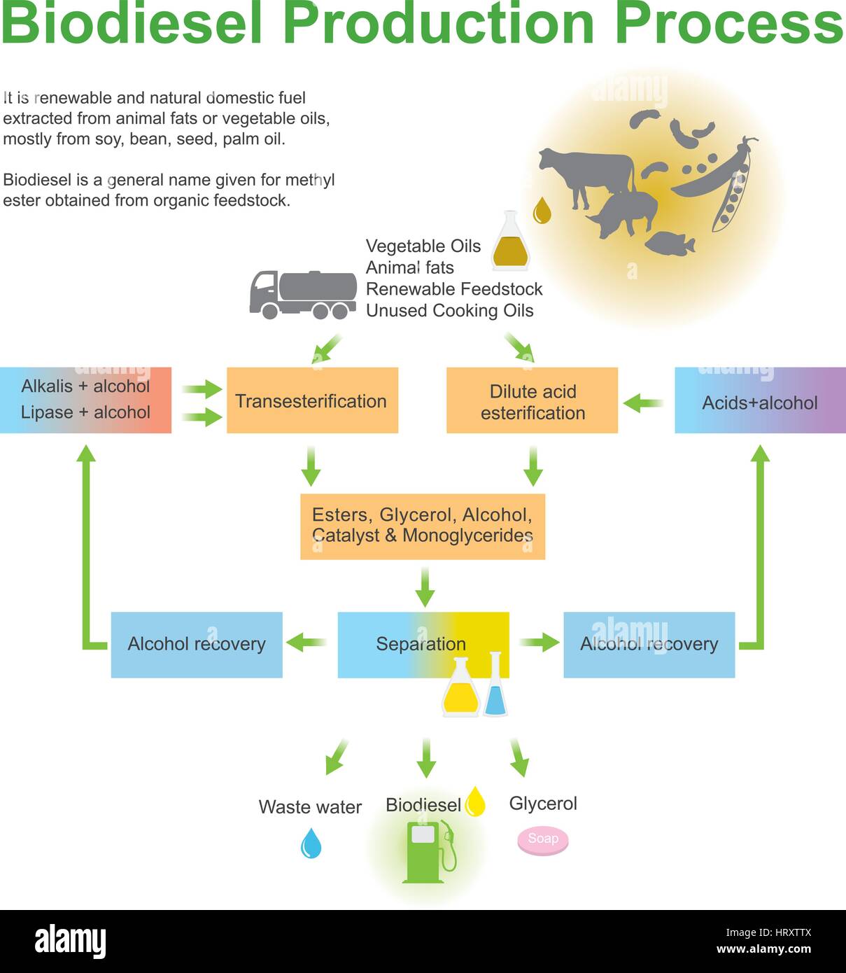 Processo di produzione di biodiesel.Esso è rinnovabile e naturale combustibile domestico estratto da grassi animali o di oli vegetali per la maggior parte da. vettore, illustrazione. Illustrazione Vettoriale