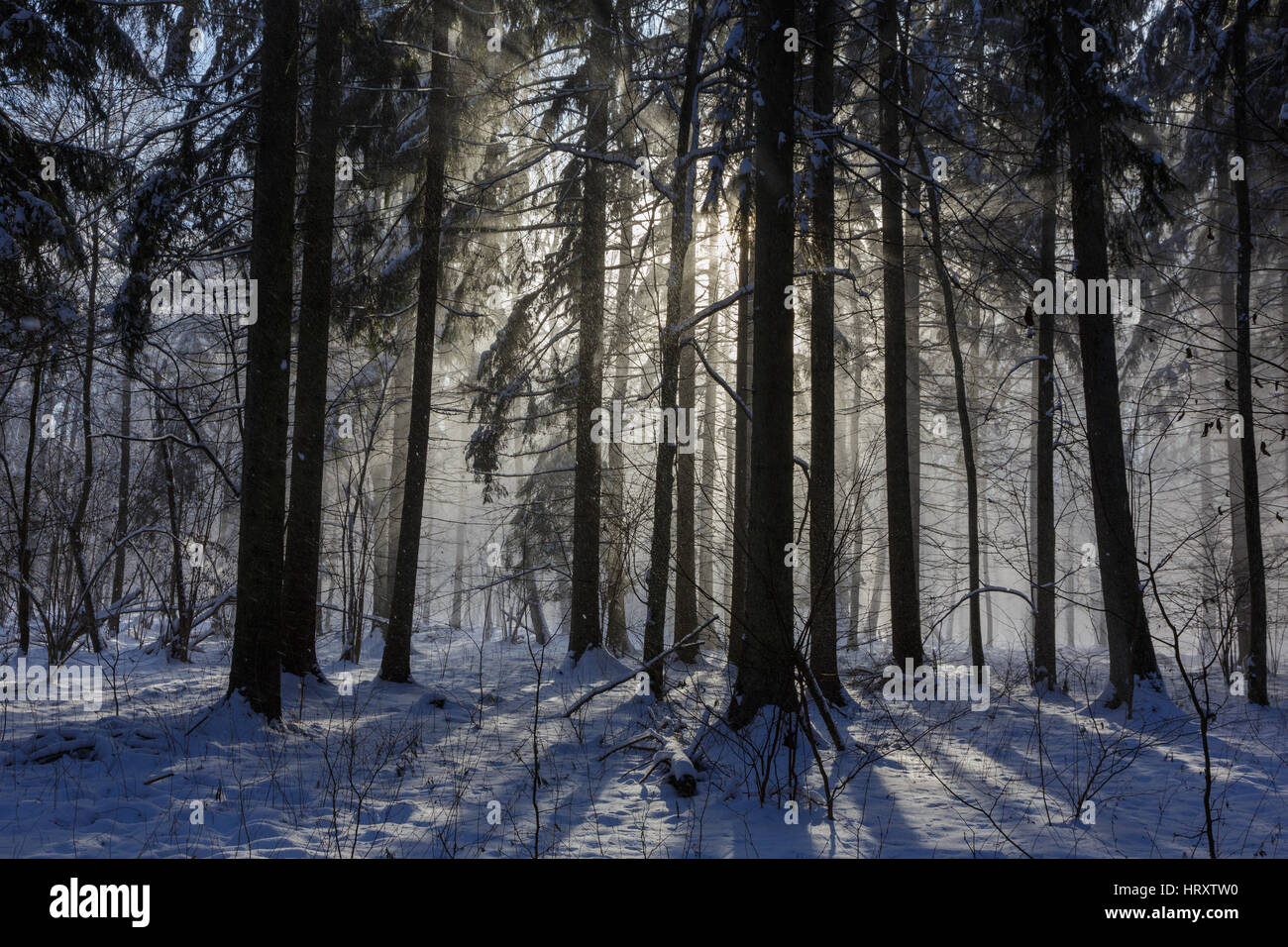 Nevicata interno naturale stand della foresta di Bialowieza diretto in sun, foresta di Bialowieza, Polonia, Europa Foto Stock