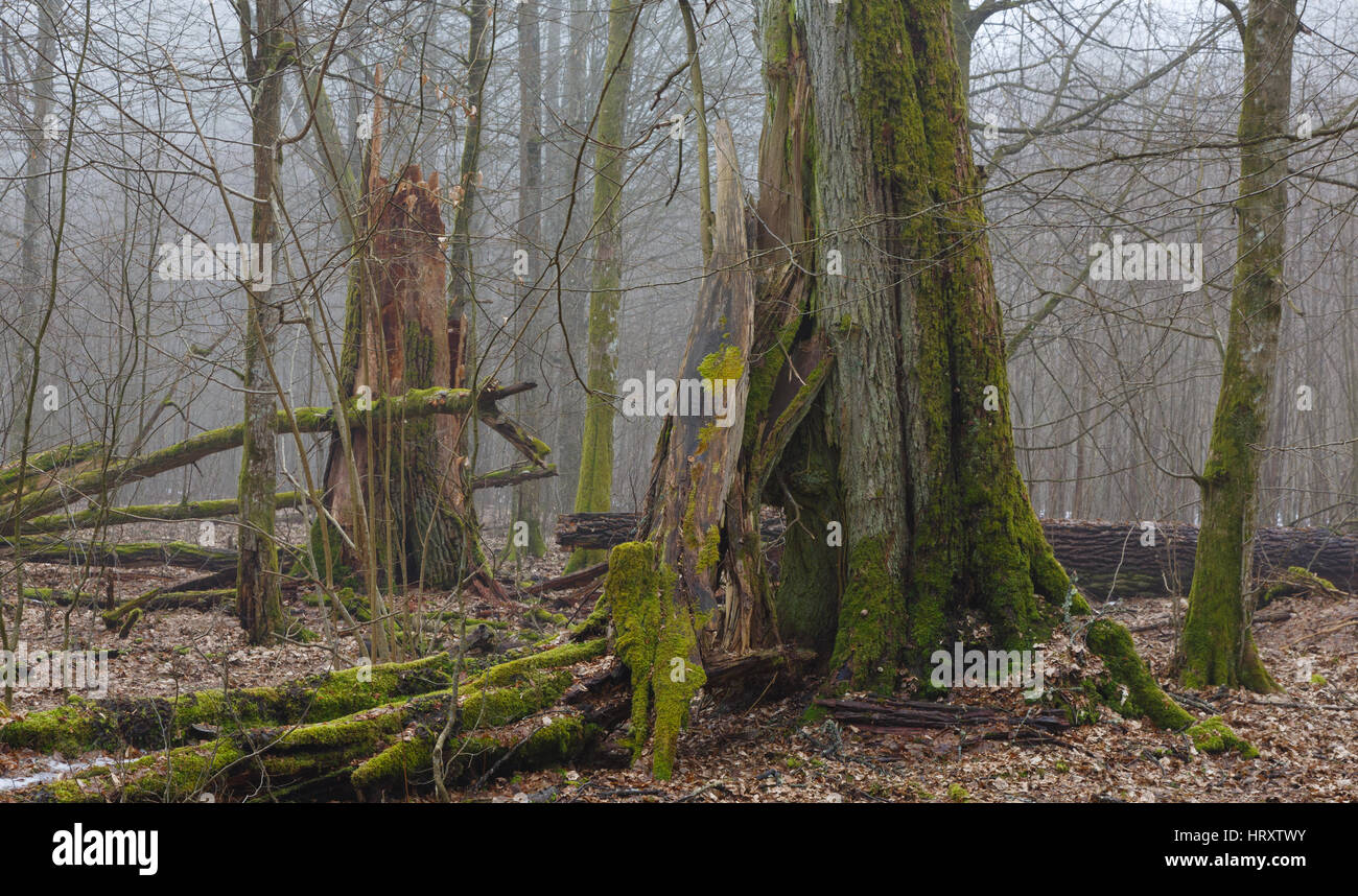 Quercia monumentale alberi della foresta di Bialowieza deciduo supporto,Bialowieza Forest,Polonia,l'Europa Foto Stock