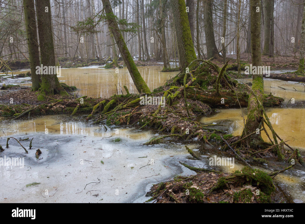 Moss avvolgere parti di albero su neve che si scioglie in primavera,Bialowieza Forest,Polonia,l'Europa Foto Stock