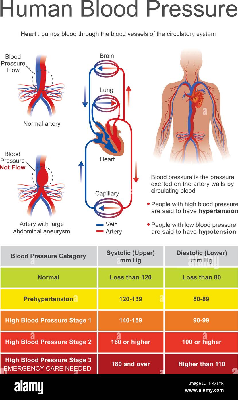 La pressione sanguigna (BP) è la pressione del sangue circolante sulle pareti dei vasi sanguigni. Quando viene usato senza ulteriori specificazioni, 'pressione sanguigna usua" Illustrazione Vettoriale