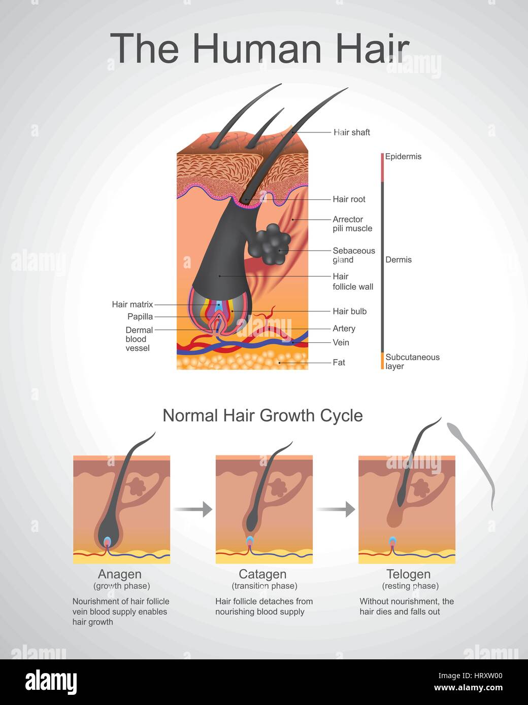 Capelli segue un determinato ciclo di crescita con tre distinti e fasi contemporanee anagen e catagen e telogen fasi. Ogni fase ha specifici characteri Illustrazione Vettoriale