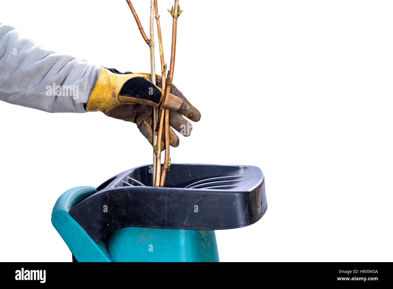 Uomo con giardino shredder.Indossare i guanti per proteggere le mani come precauzione di sicurezza. Foto Stock