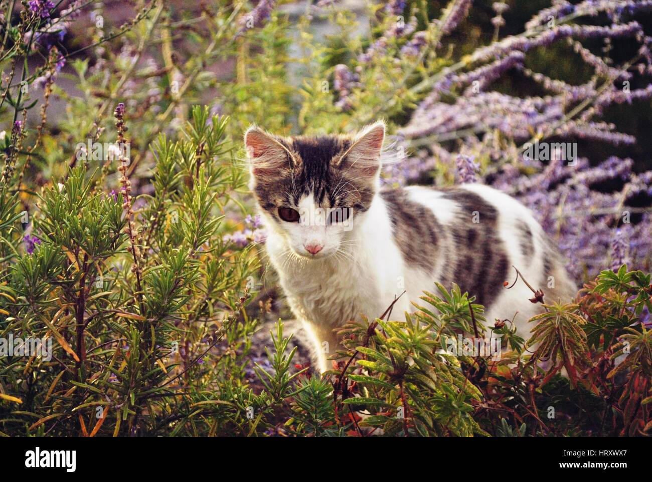 Carino piccolo bicolore gattino in fiori viola. Foto Stock