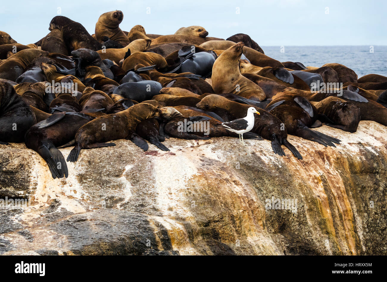 Le foche (Arctocephalus pusillus) nella guarnizione Isola, Hout Bay, Sud Africa Foto Stock