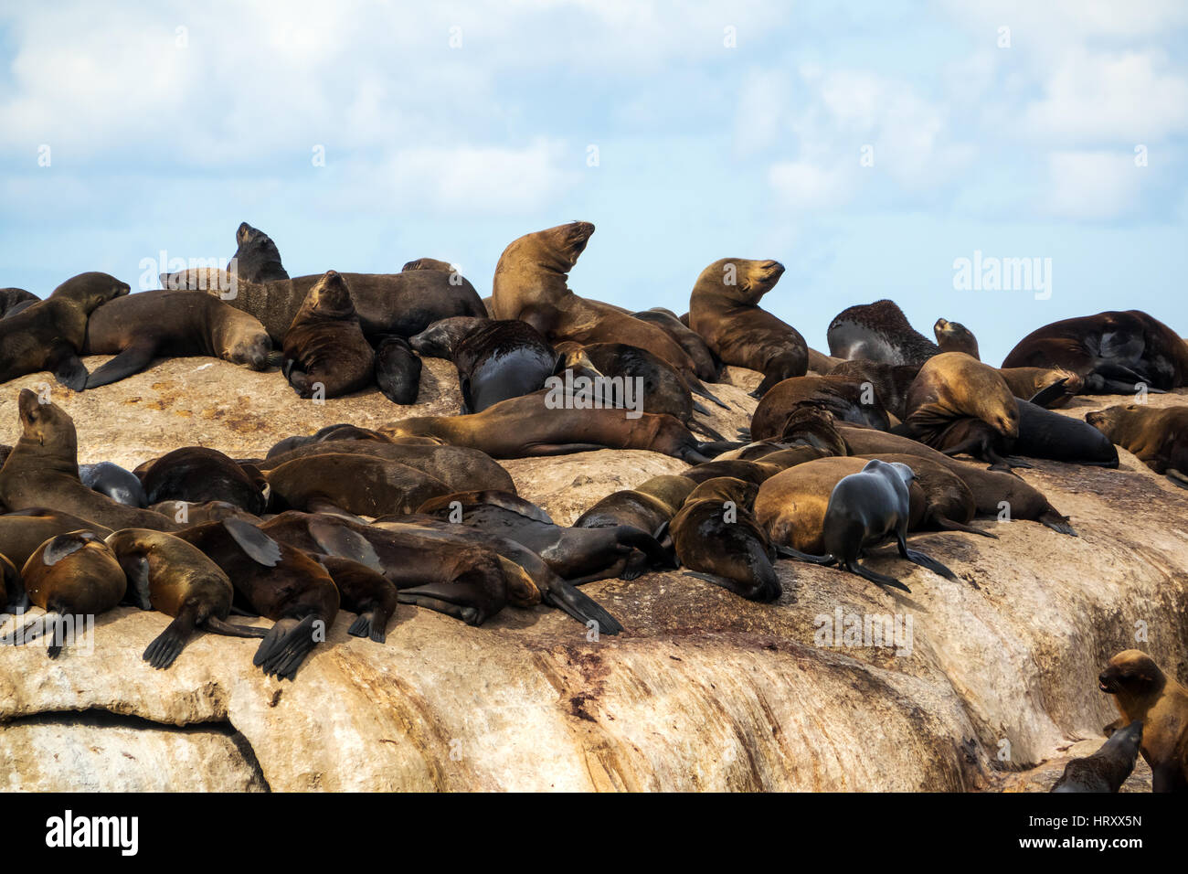 Le foche in Isola di tenuta, Hout Bay, Sud Africa Foto Stock