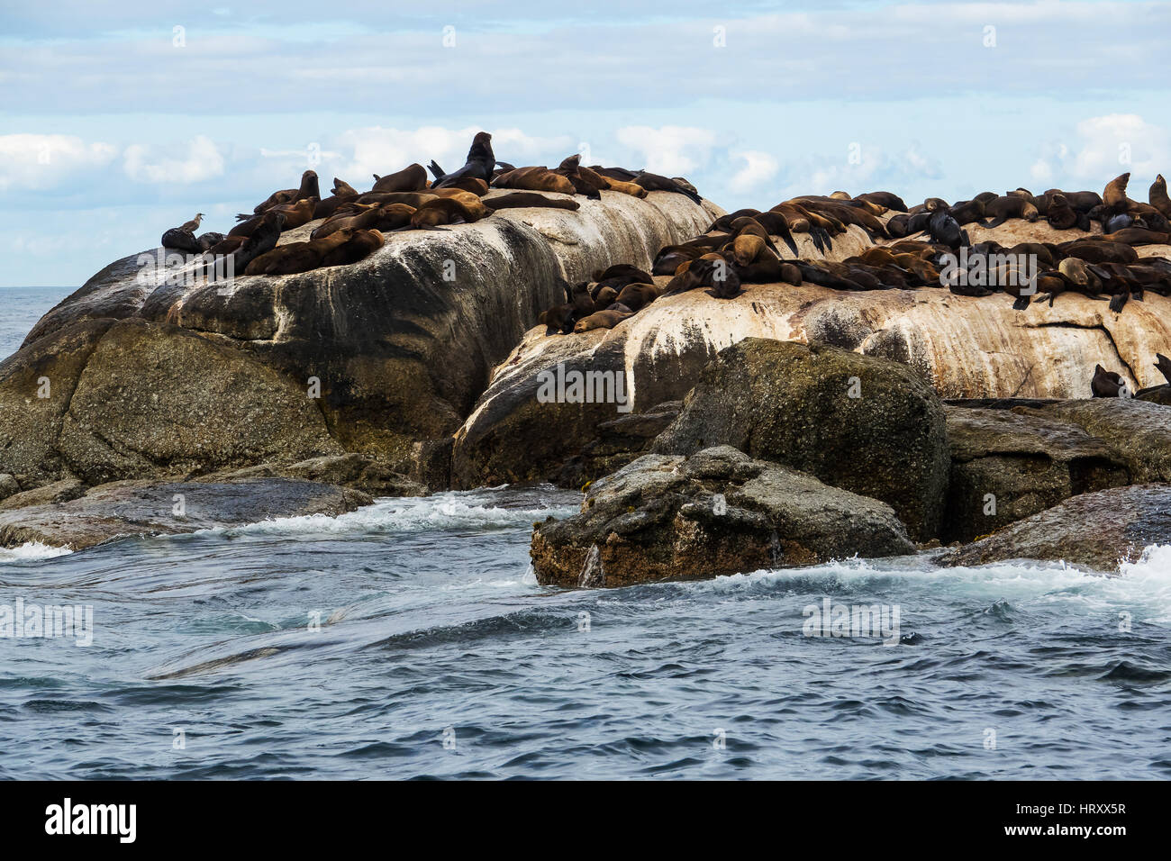 Capo le foche (Arctocephalus pusillus) nella guarnizione Isola, Sud Africa Foto Stock