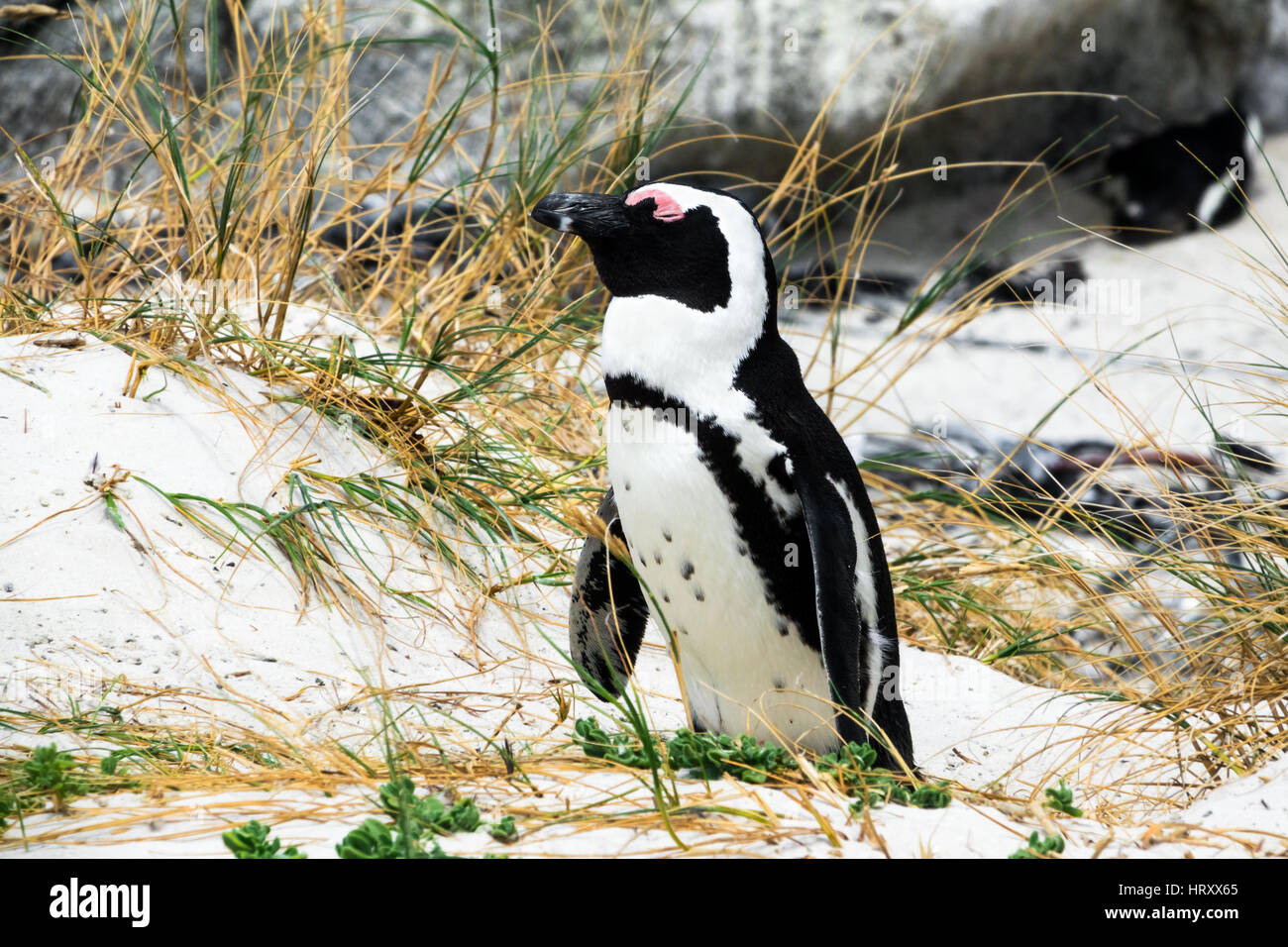 Carino africani o dei pinguini Jackass penguin a Boulders Beach Sud Africa Foto Stock