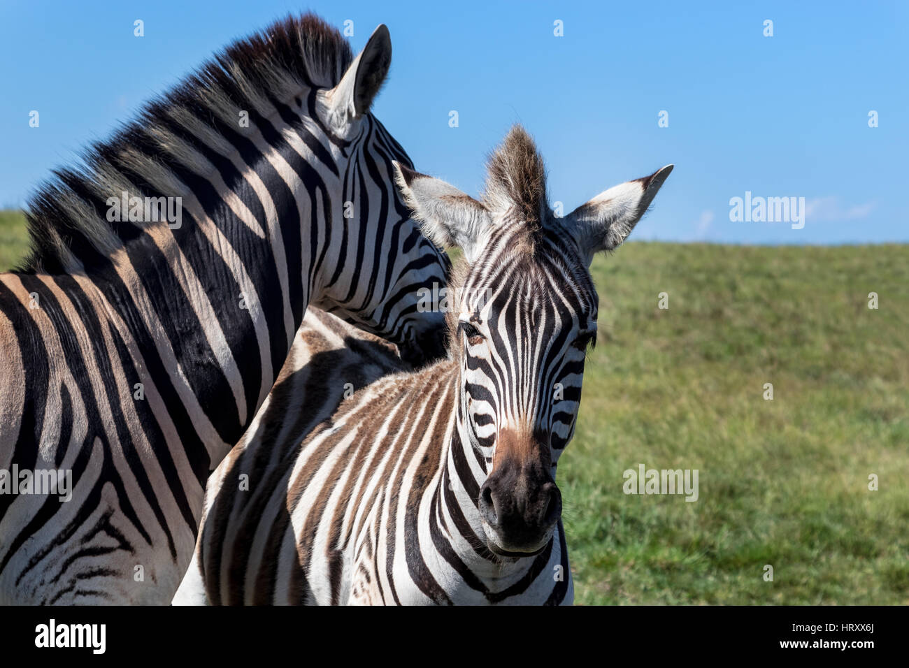 Carino zebre - Burchell's Zebra (Equus burchelli), Capo orientale, Sud Africa Foto Stock