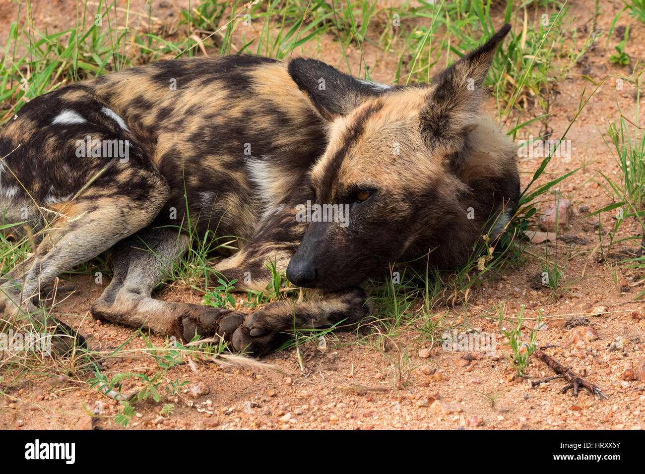 African wild dog o africano dipinto di cane, Kruger National Park, Sud Africa Foto Stock