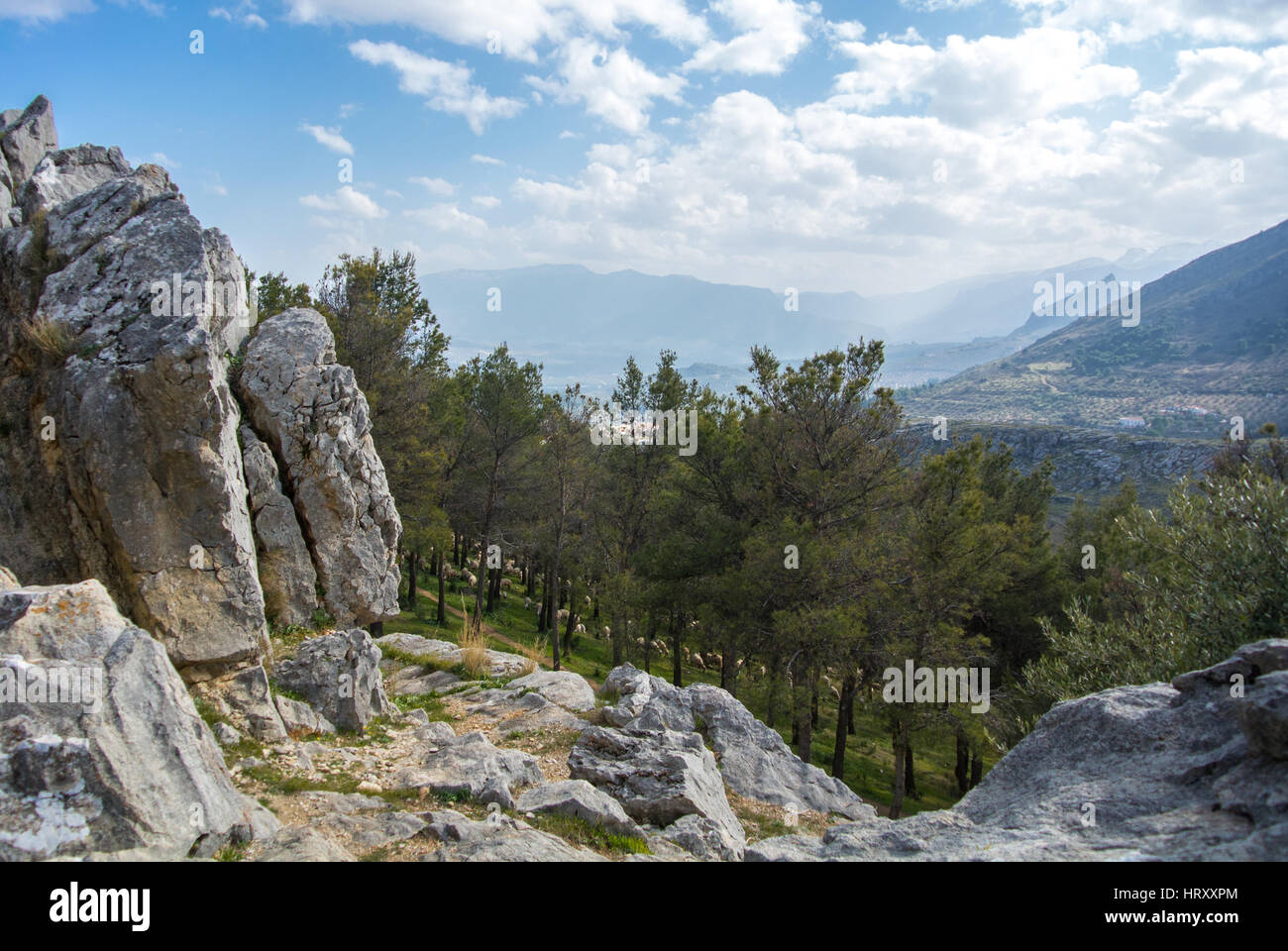 Pineta sulla cima della montagna. Allevamento di ovini tra gli alberi. Foto Stock