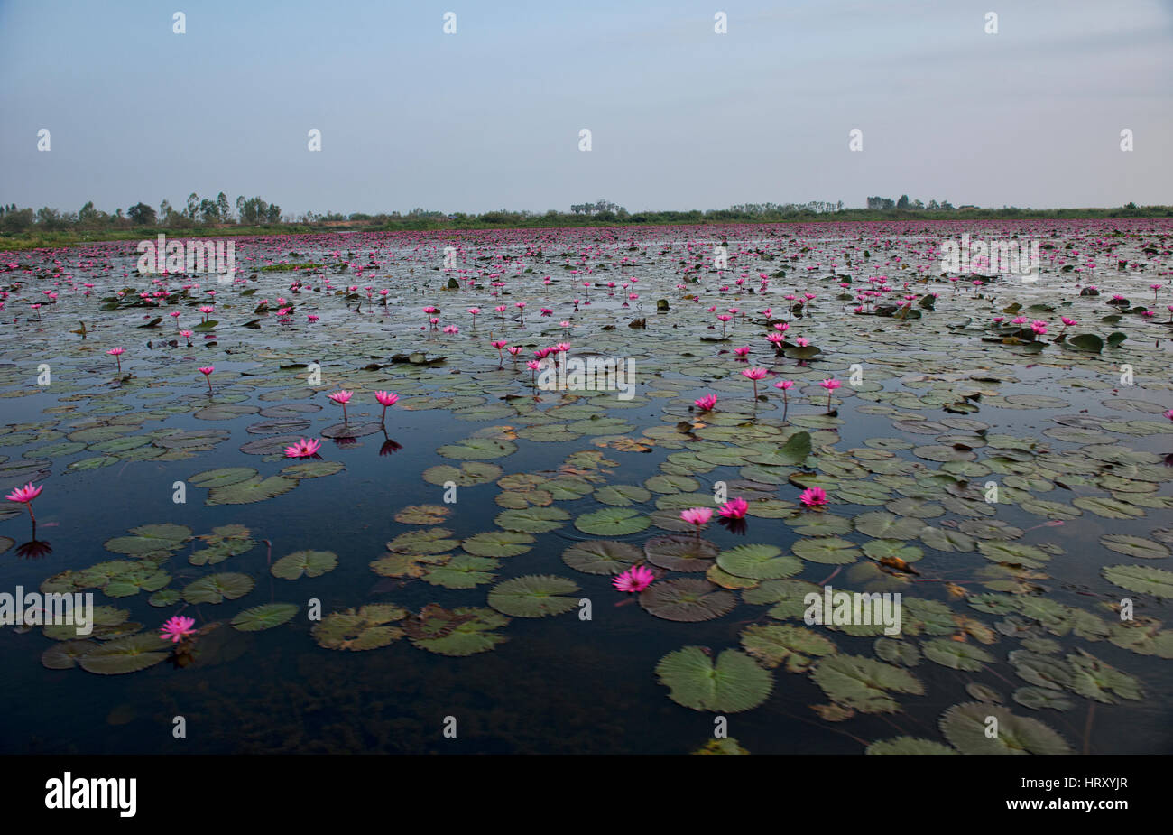 Un mare di rosa fiori di loto sul Talay Bua Daeng, il lotus lake al di fuori di Udon Thani, Thailandia Foto Stock
