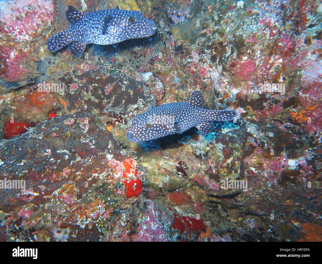 2 Spotted puffer ( Arothron meleagris syn. Tetradon setosus ) Foto Stock