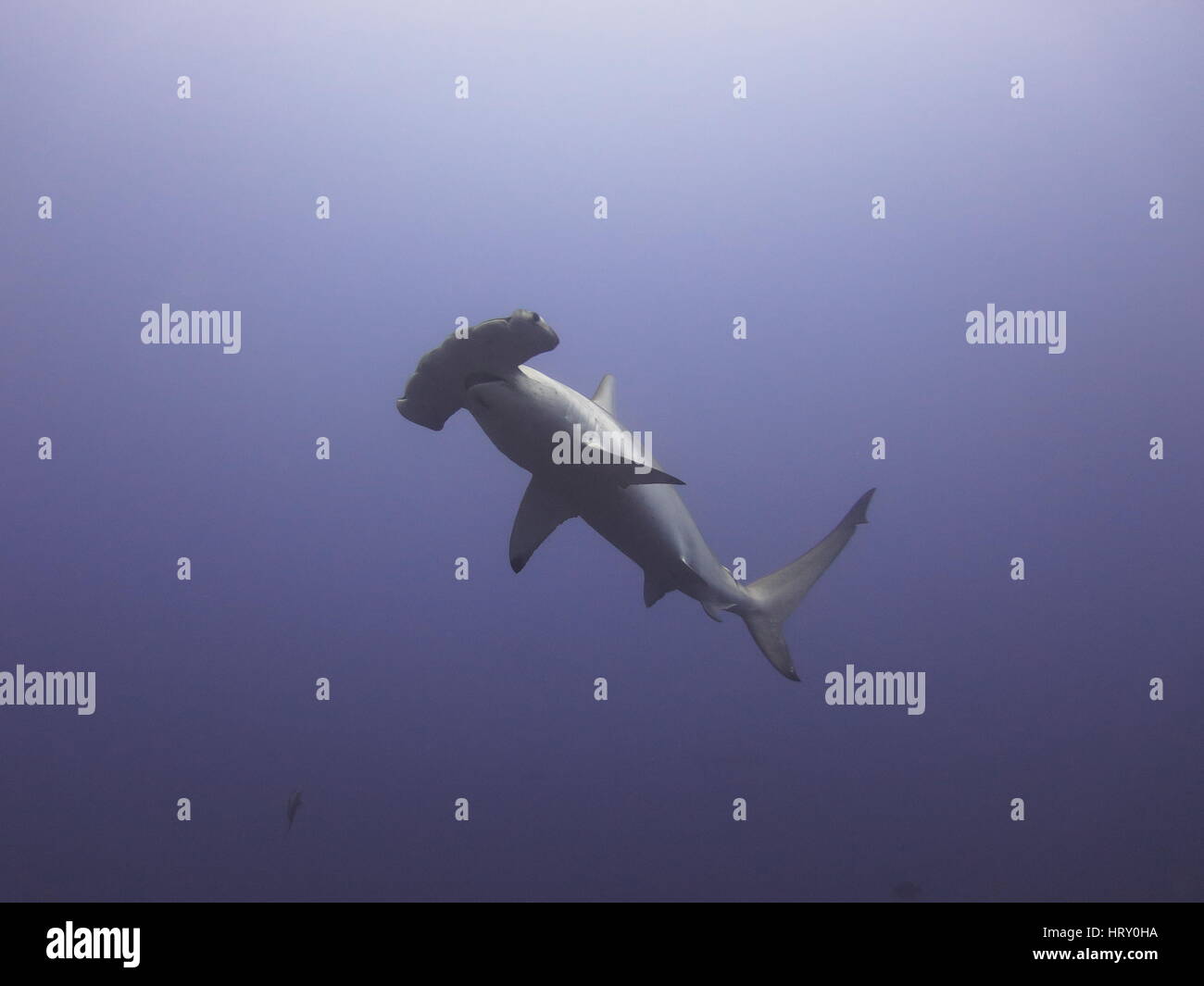 Sagoma di squalo immagini e fotografie stock ad alta risoluzione - Alamy
