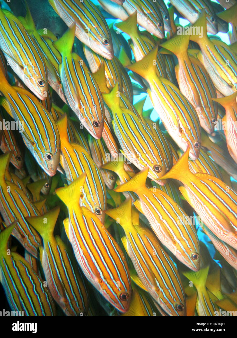 Scuola di blue striped snapper (Lutjanus kasmira) Foto Stock