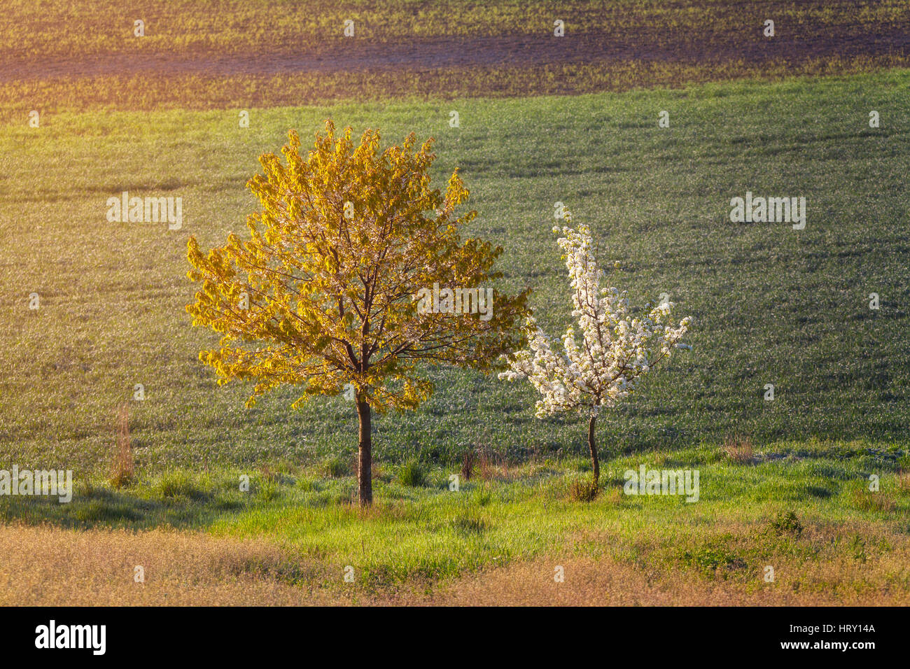 Gli alberi in fiore con fiori sullo sfondo del campo al tramonto. La molla del paesaggio con boschi, erba verde e giallo sole. Sfondo naturale Foto Stock