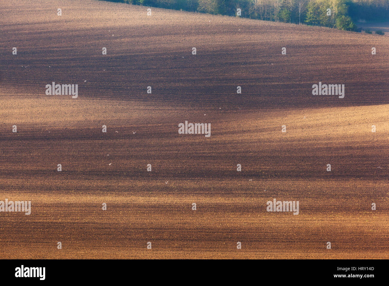 Bellissimo paesaggio minimalista con striped campi ondulati della Moravia del sud al tramonto. Natura astratta con uno sfondo marrone terra e alberi Foto Stock