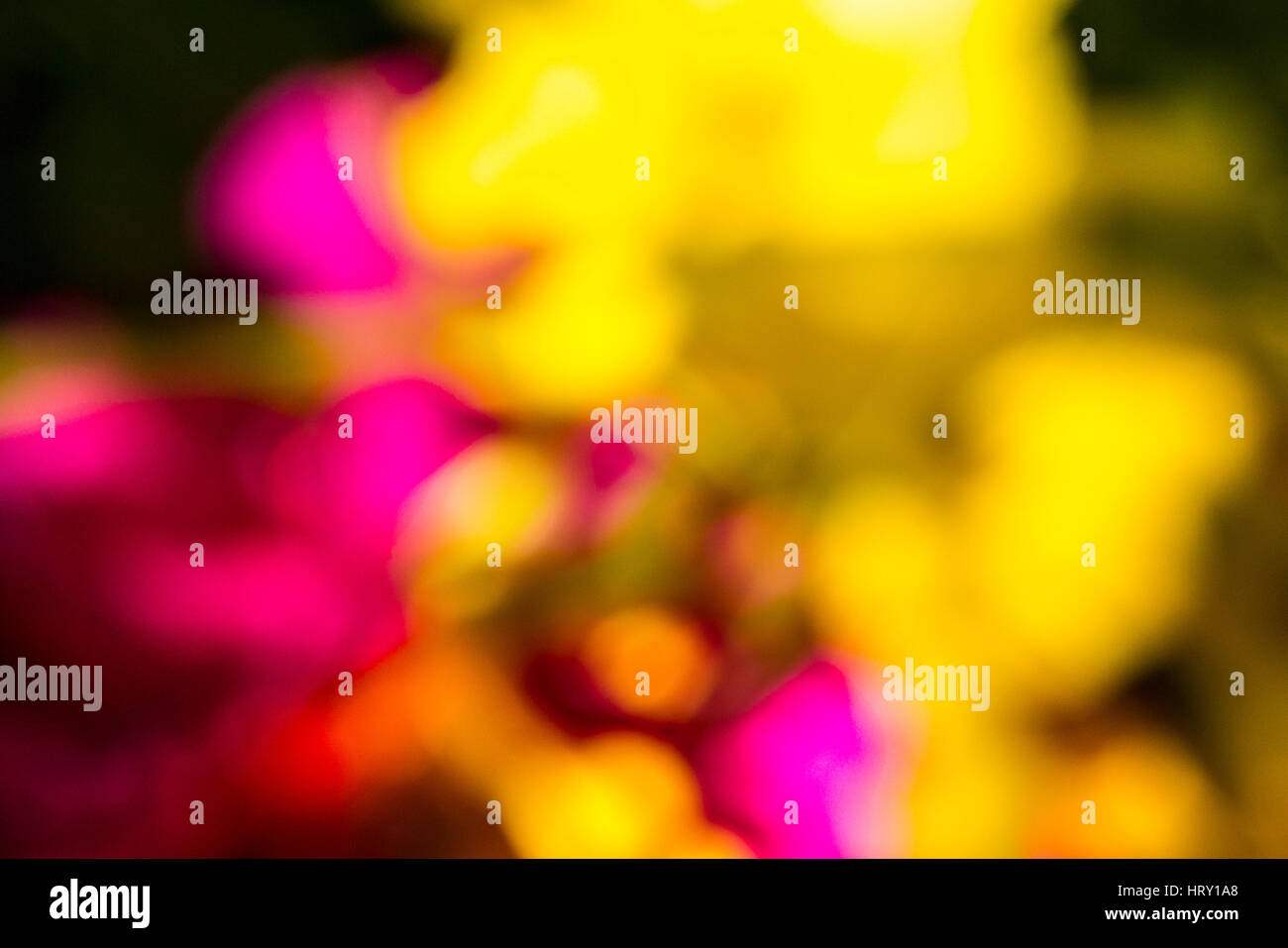 Al di fuori della messa a fuoco di colore rosa e fiori di colore giallo adatto per un composito di sfondo foto Foto Stock
