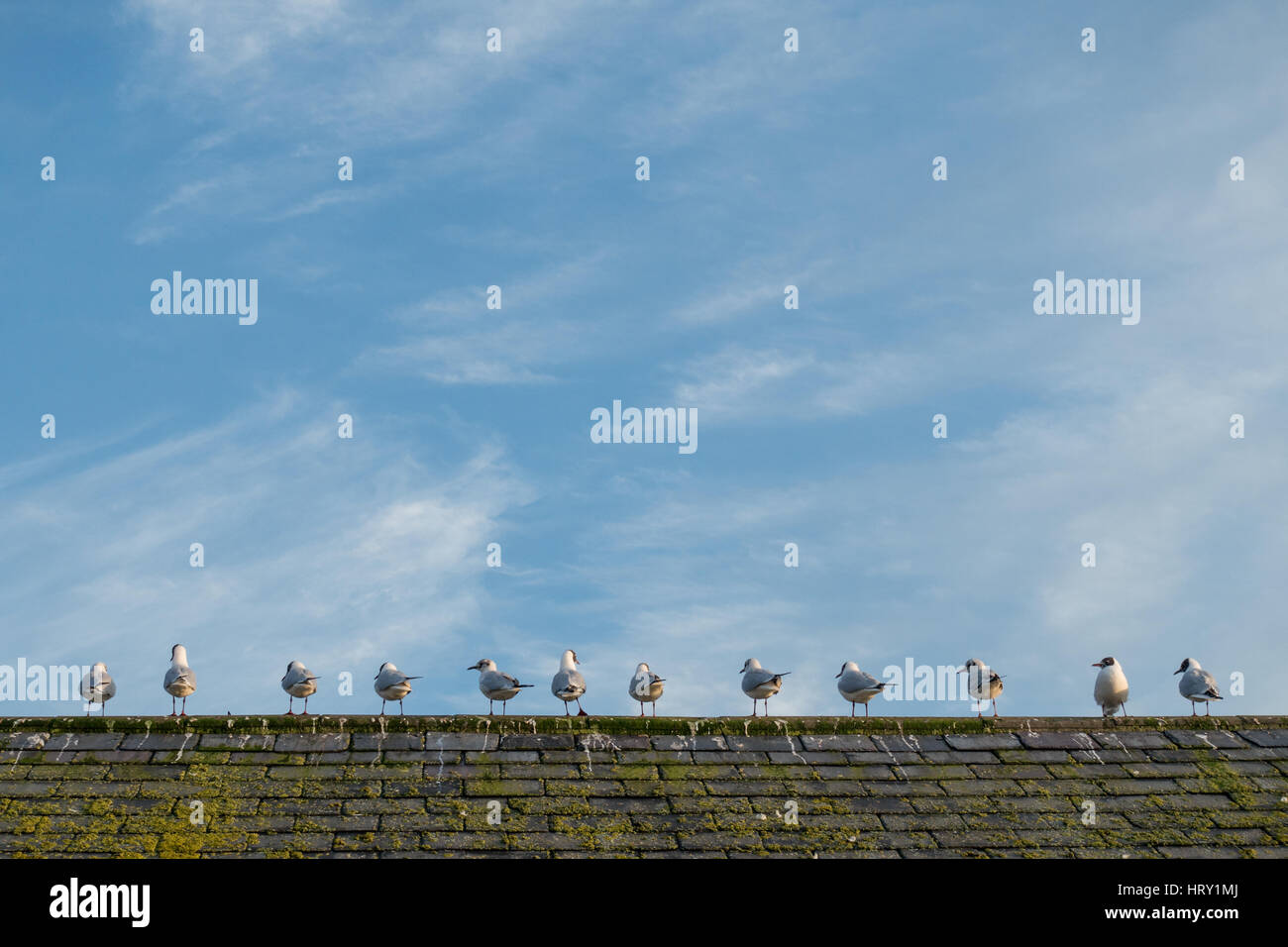 Testa nera gabbiani in una linea sulla parte superiore di un tetto su un cielo blu giornata soleggiata nel camminare, Northumberland Foto Stock
