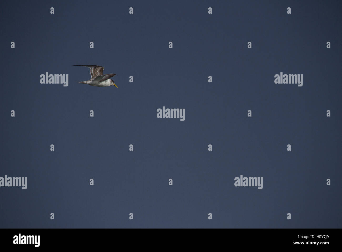 Un Gabbiano solitario in volo Foto Stock