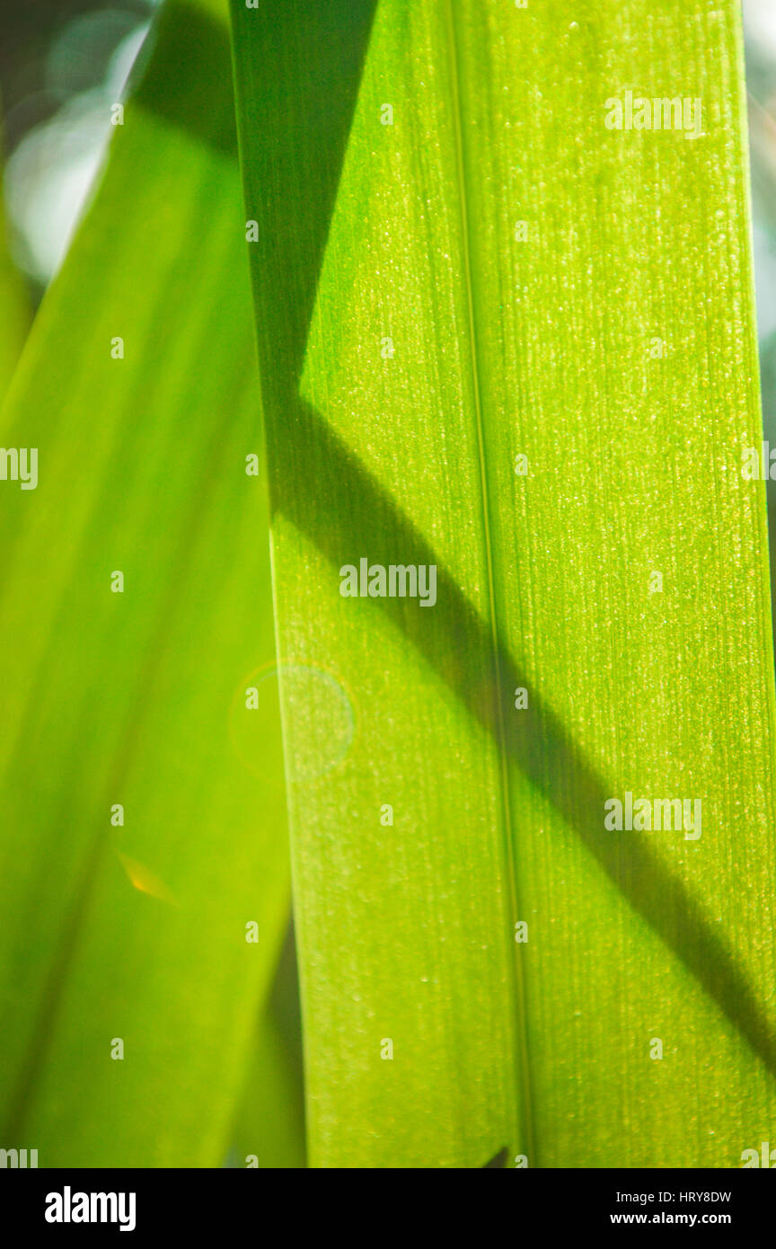 Foglie di Pandan Foto Stock