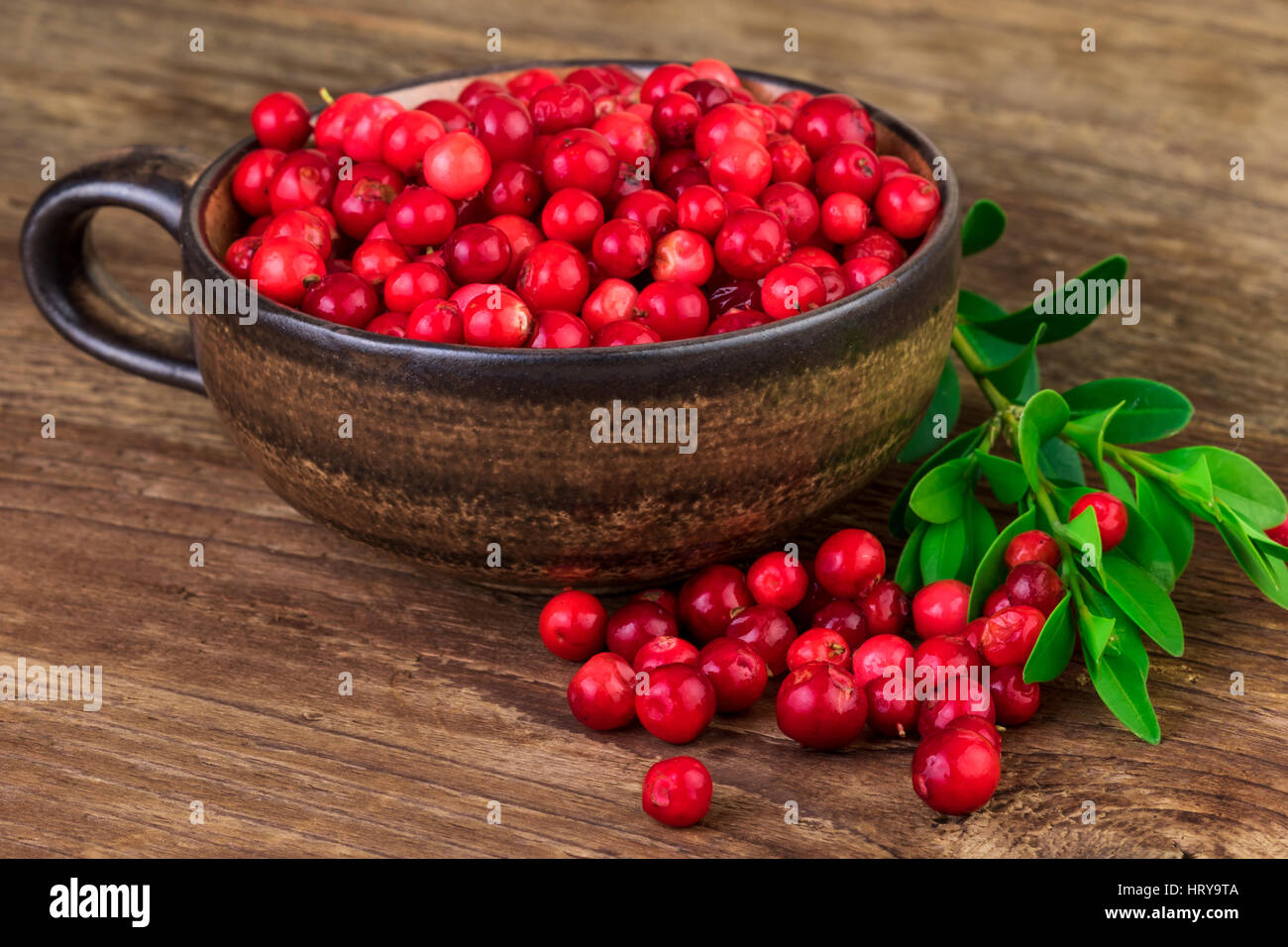 Mature di mirtilli rossi lingonberries cup close-up Foto Stock