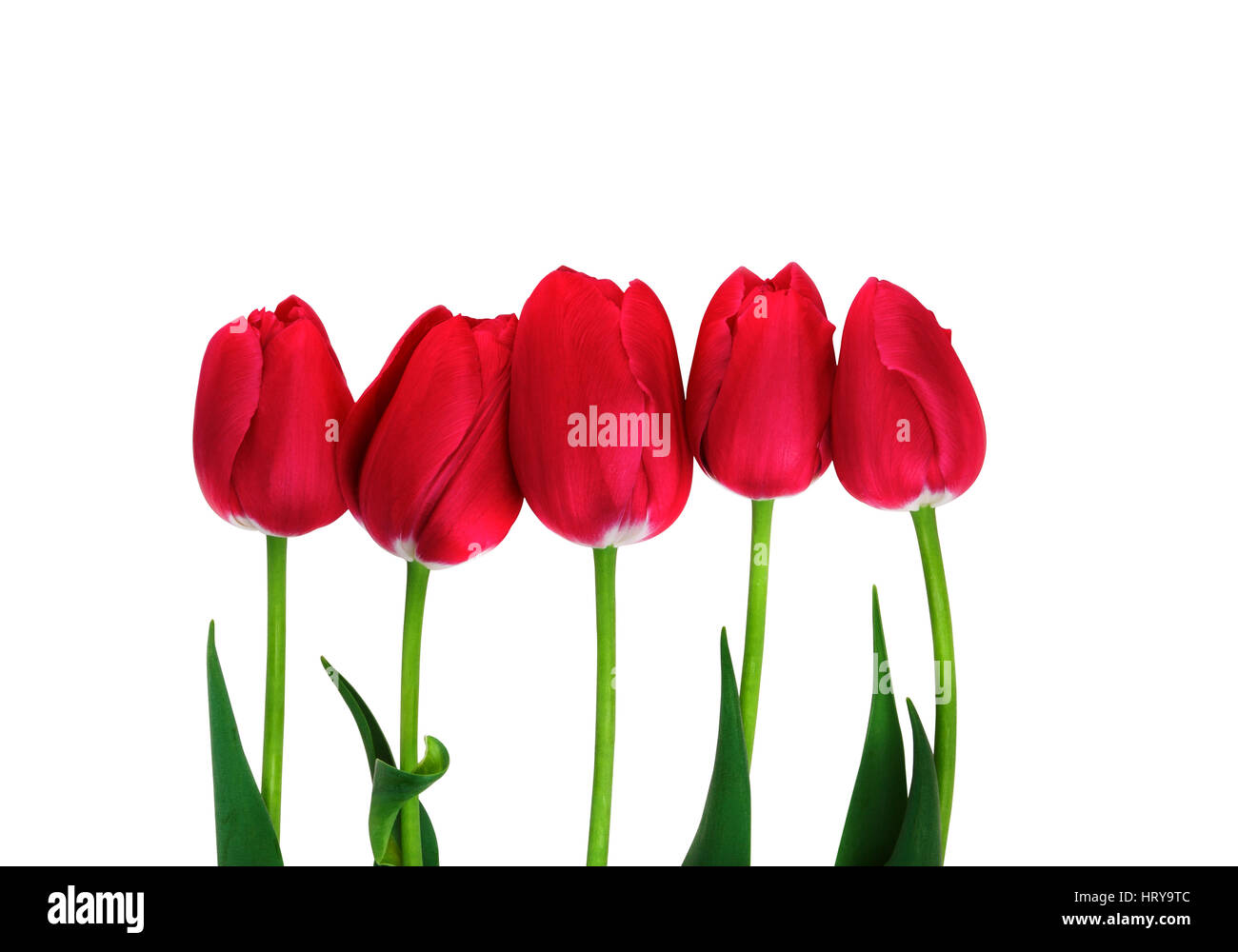 Tulipani rossi isolato. Cinque tulipani rosso su bianco con tracciato di ritaglio Foto Stock