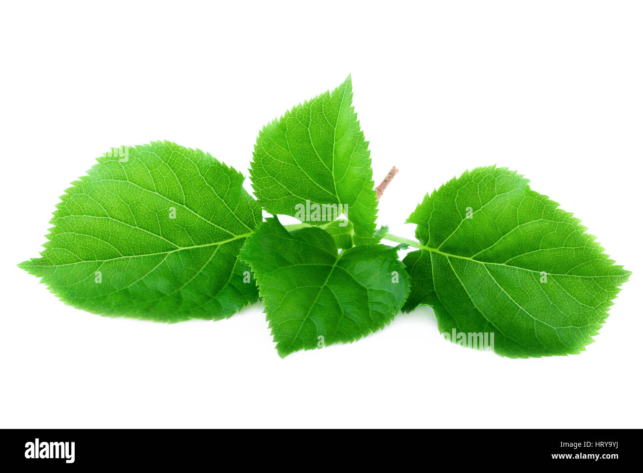 Fresca foglia di molla. Verde foglie brillanti isolati su sfondo bianco Foto Stock