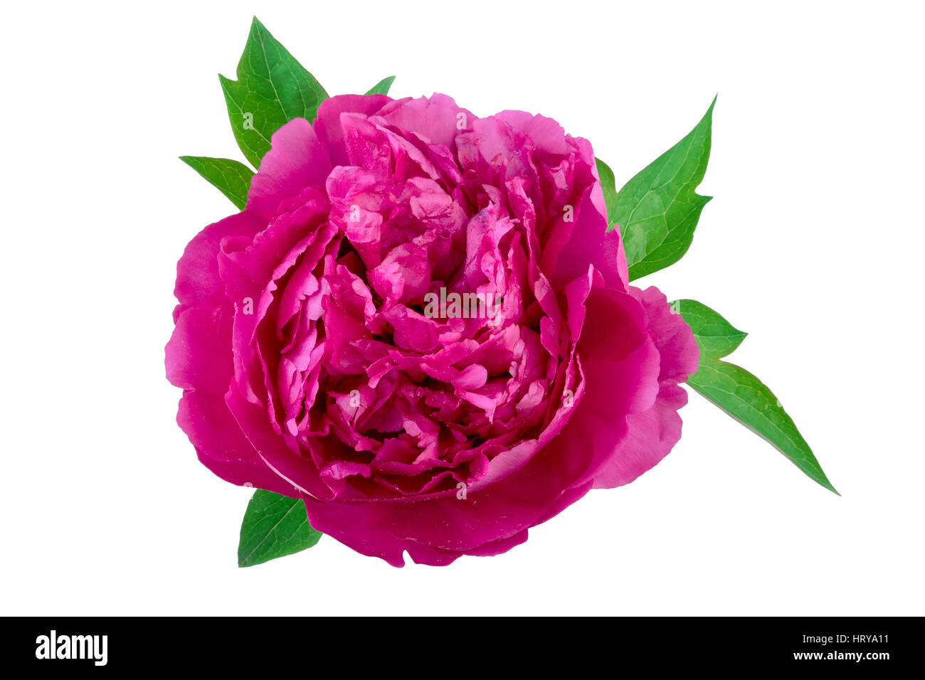 Splendida peonia rosa fiori viola su bianco Foto Stock