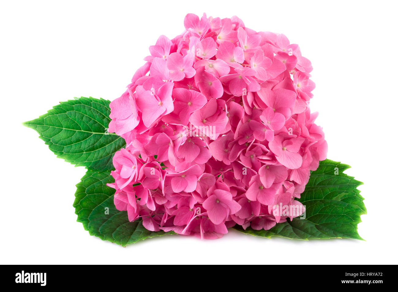 I fiori delle ortensie isolato su bianco Foto Stock