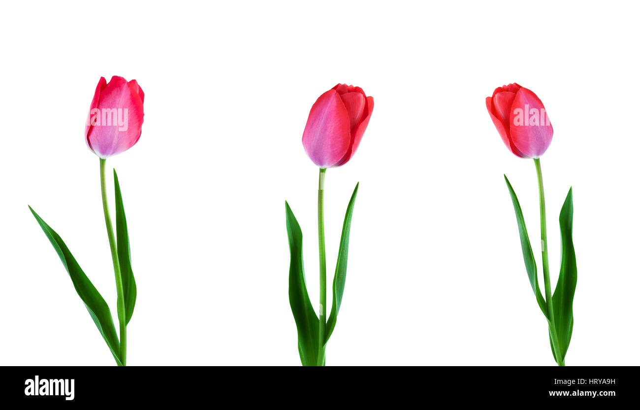 Pink tulip fiori in una riga isolata su sfondo bianco Foto Stock