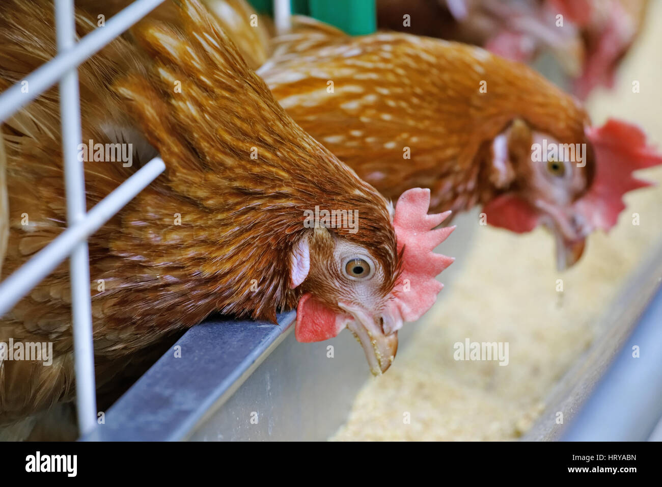 Rosso di polli sono alimentati dal trogolo in azienda agricola di pollame Foto Stock