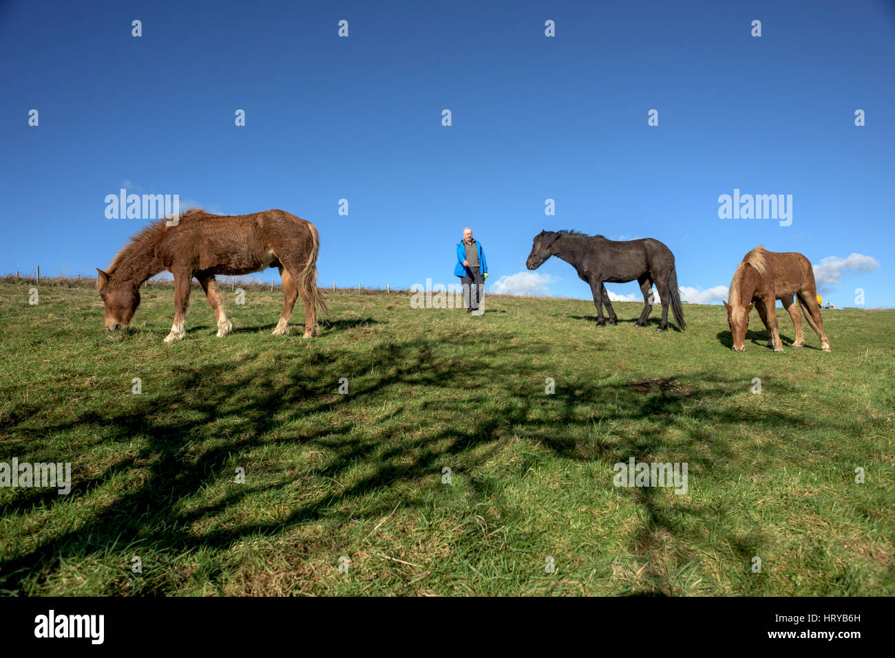 Nigel Higson, un volontario 'lookerer', durante una verifica giornaliera su sette New Forest pony introdotto questo mese dal consiglio di Brighton su downland in ordine Foto Stock