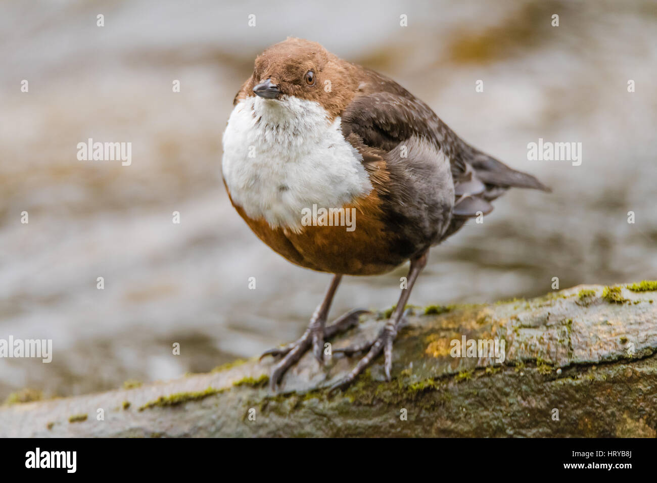 Bianco-throated bilanciere (Cinclus cinclus) a testa alta. Aquatic passerine bird nella famiglia Cinclidae, in piedi dal fiume Taff a Cardiff, nel Galles, Regno Unito Foto Stock