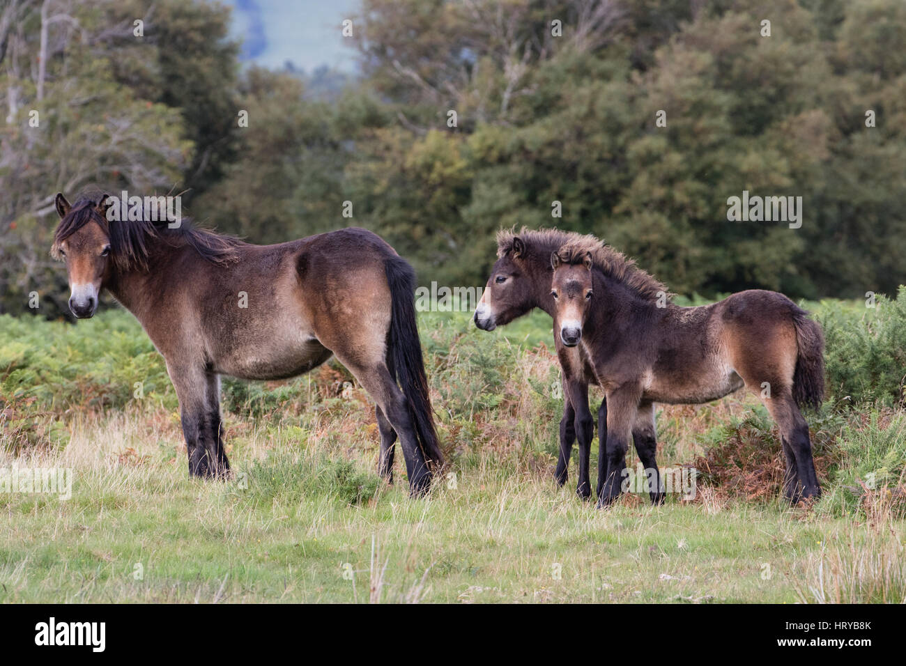 Exmoor pony, Exmoor, Devon/Somerset, Regno Unito Foto Stock