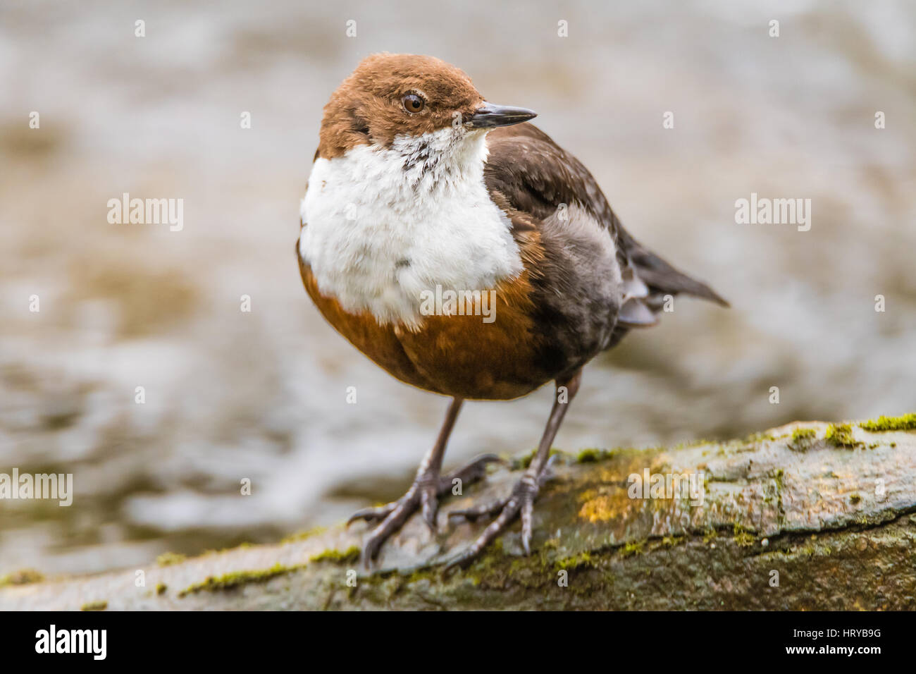 Bianco-throated bilanciere (Cinclus cinclus) appollaiato sul ramo. Aquatic passerine bird in famiglia Cinclidae, in piedi dal fiume Taff a Cardiff, nel Galles, Regno Unito Foto Stock